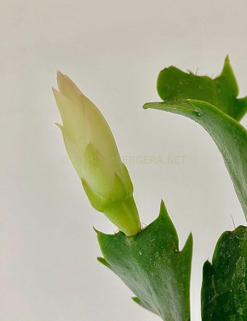 Schlumbergera 'Creamsicle'