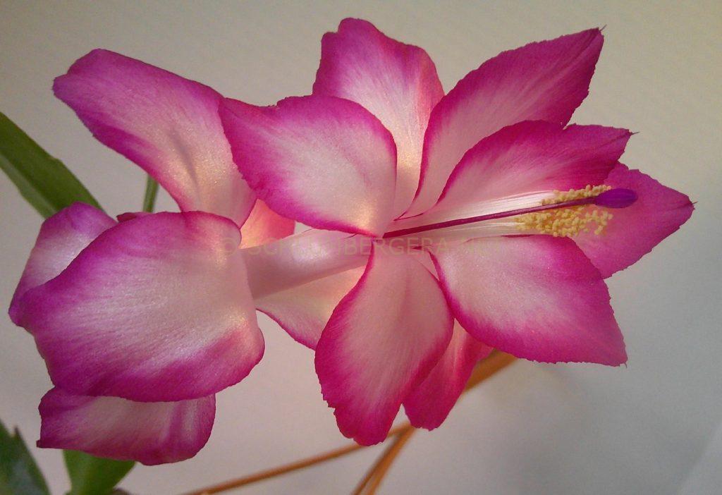 Schlumbergera 'Pink Ribbons'