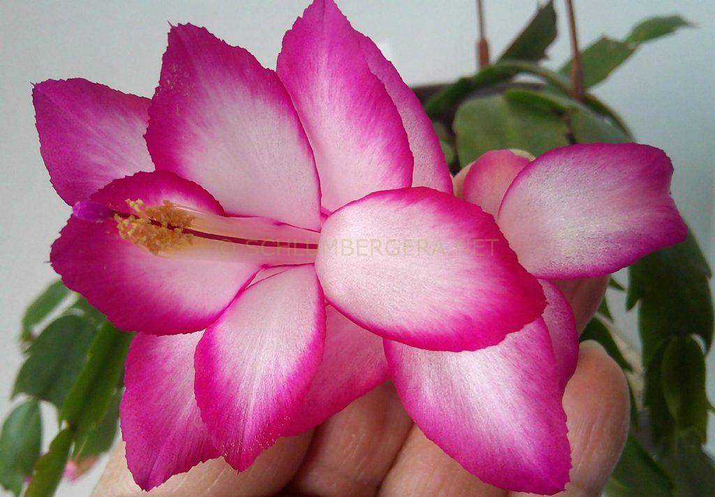 Schlumbergera 'Pink Ribbons'