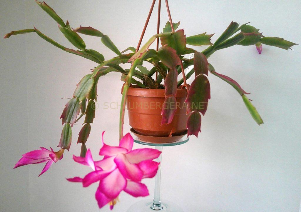Schlumbergera 'Pink Ribbons'