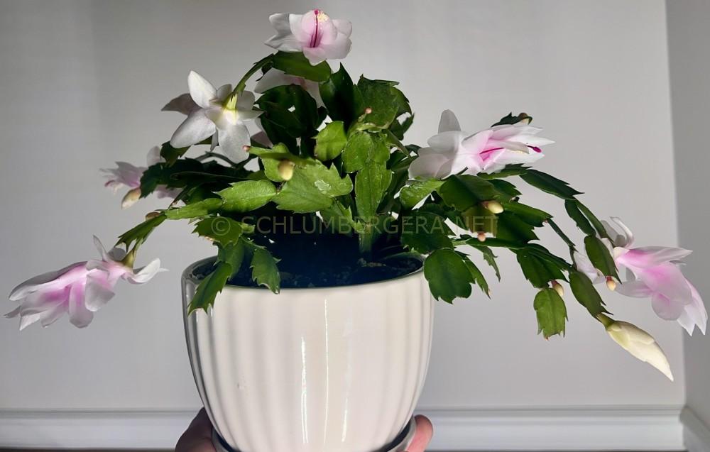 Schlumbergera 'White Madisto'