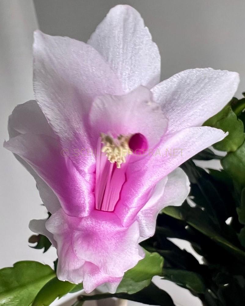 Schlumbergera 'White Madisto'