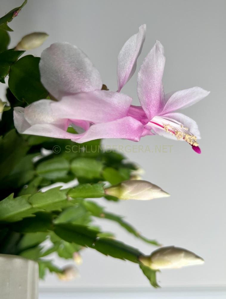 Schlumbergera 'White Madisto'