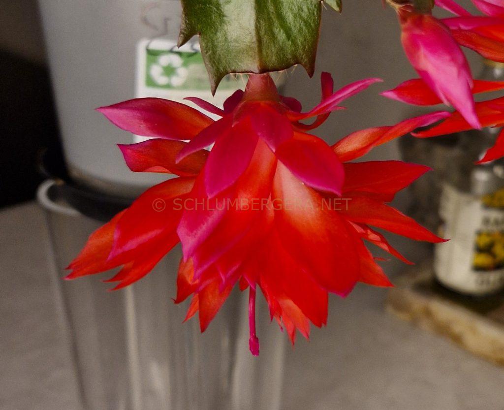 Schlumbergera 'Crimson Cascade'