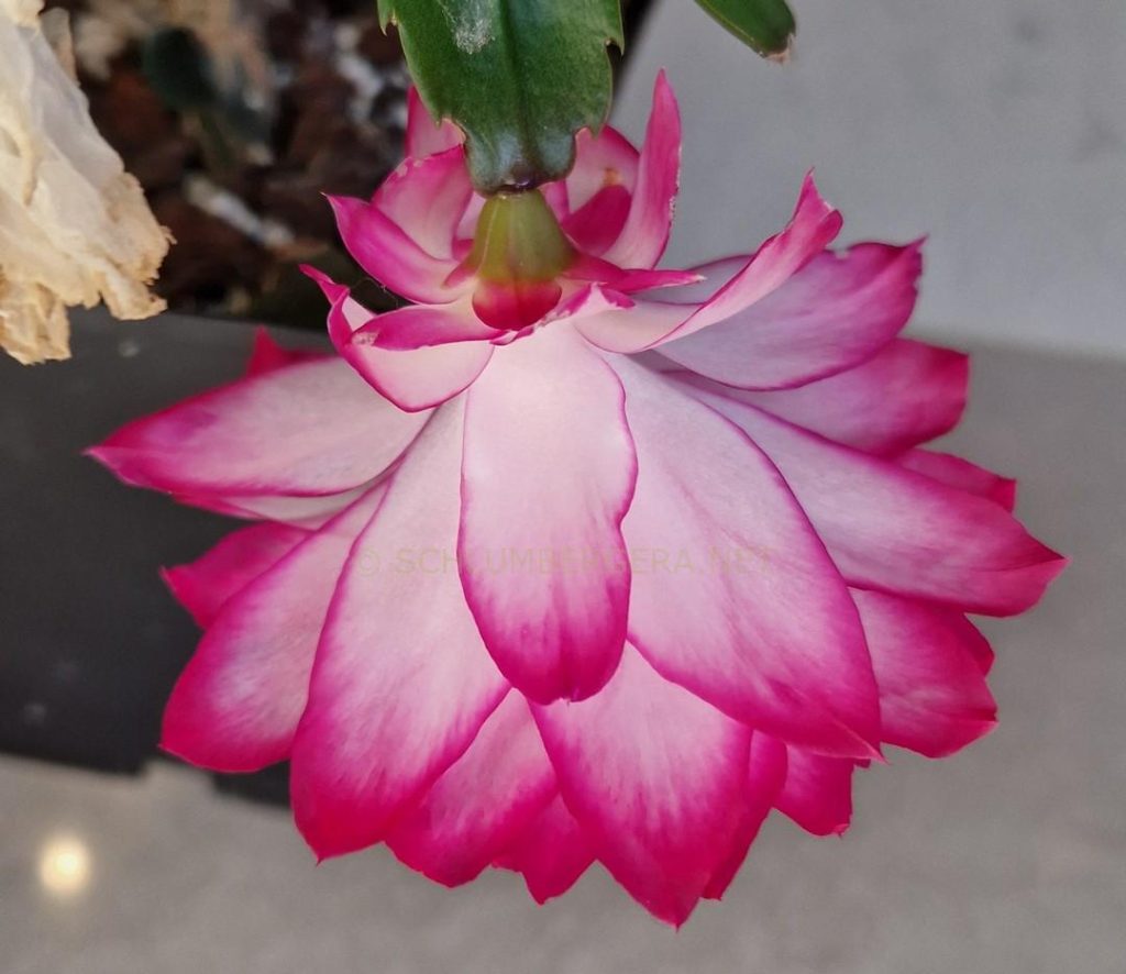 Schlumbergera 'Double Izzie'