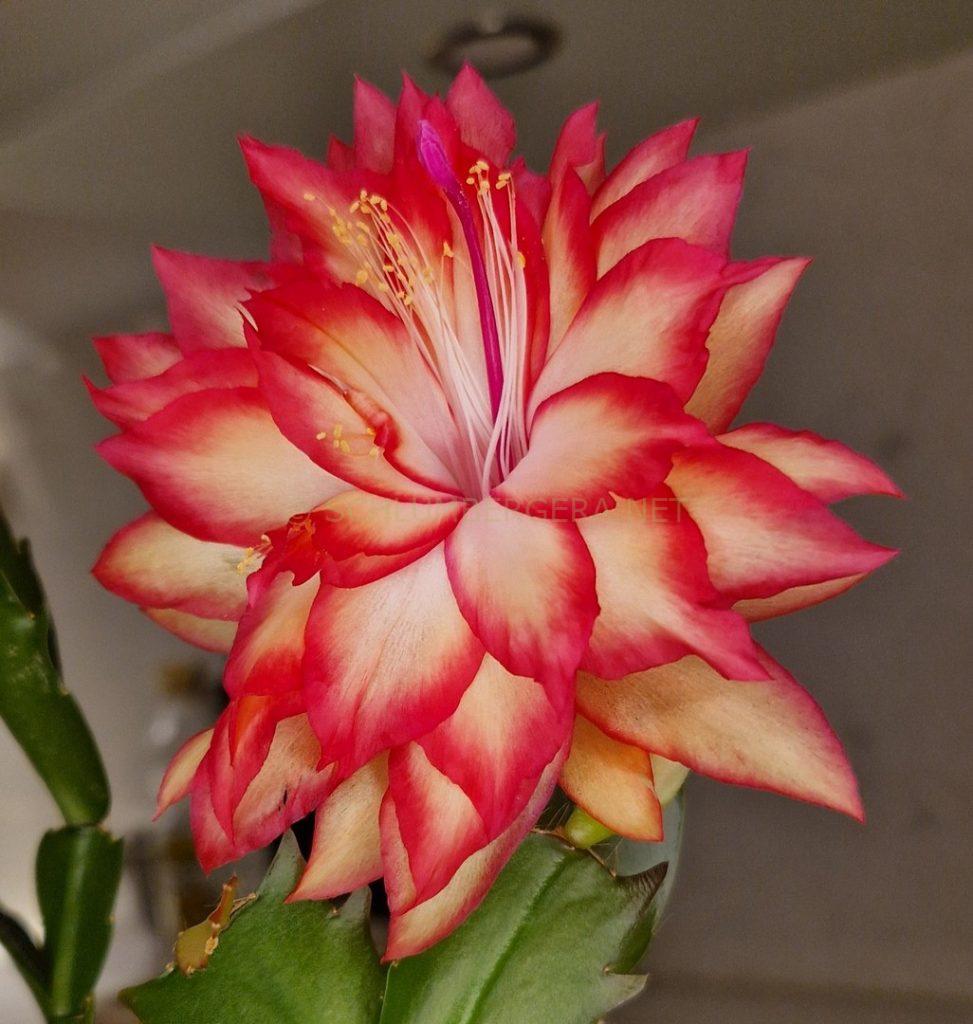 Schlumbergera 'Floral Princess'