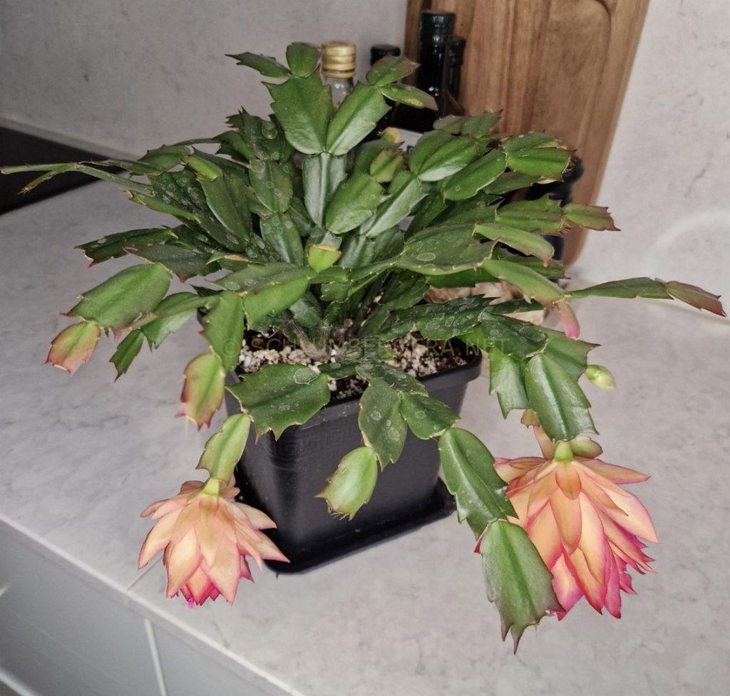 Schlumbergera 'Floral Princess'