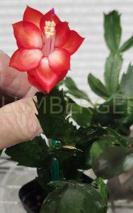 Schlumbergera 'Harmony'