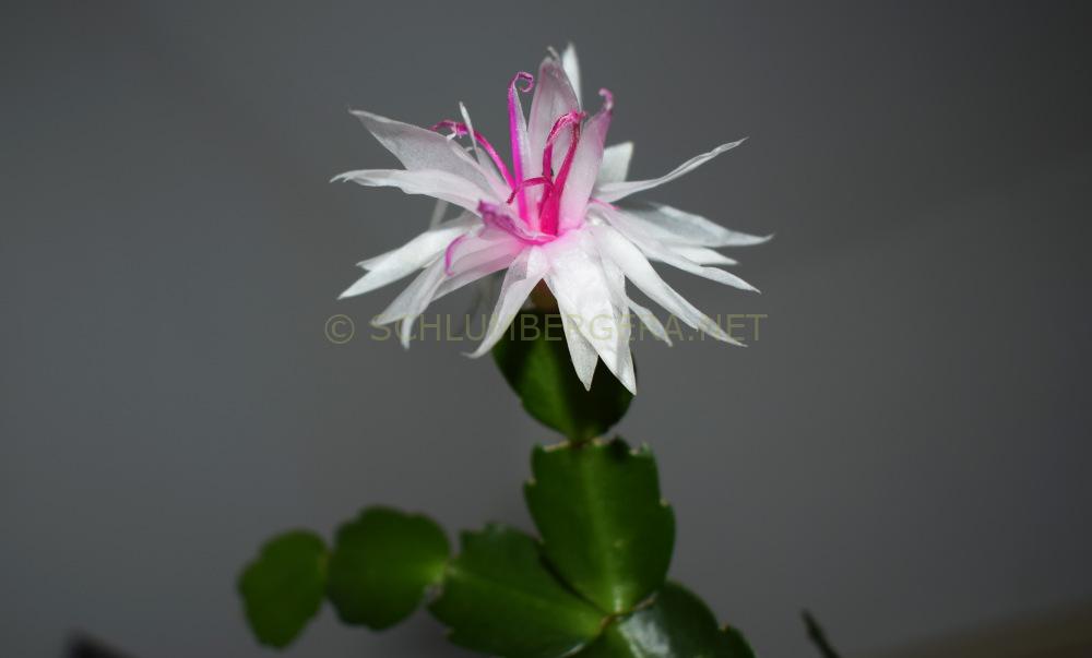 Schlumbergera 'Ice Cold'