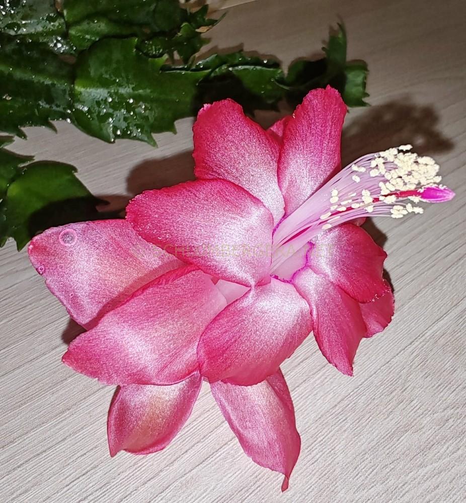 Schlumbergera 'Precilla'