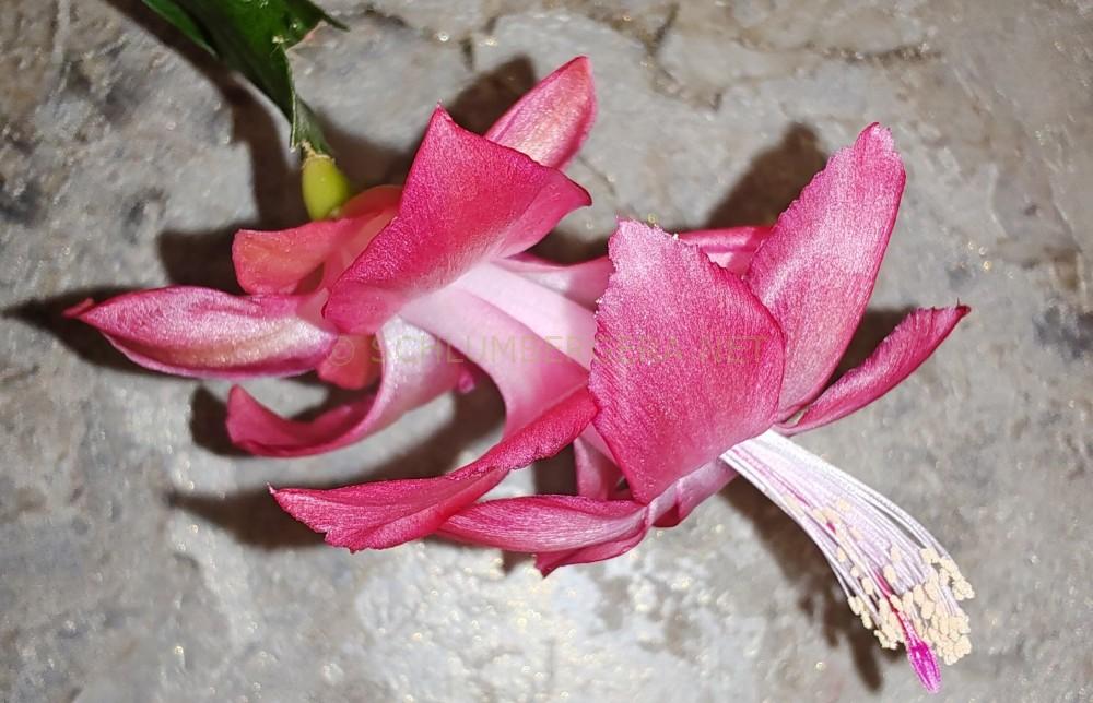 Schlumbergera 'Precilla'