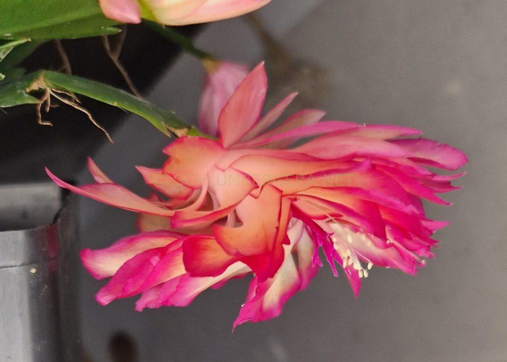 Schlumbergera 'Royal Blaze'