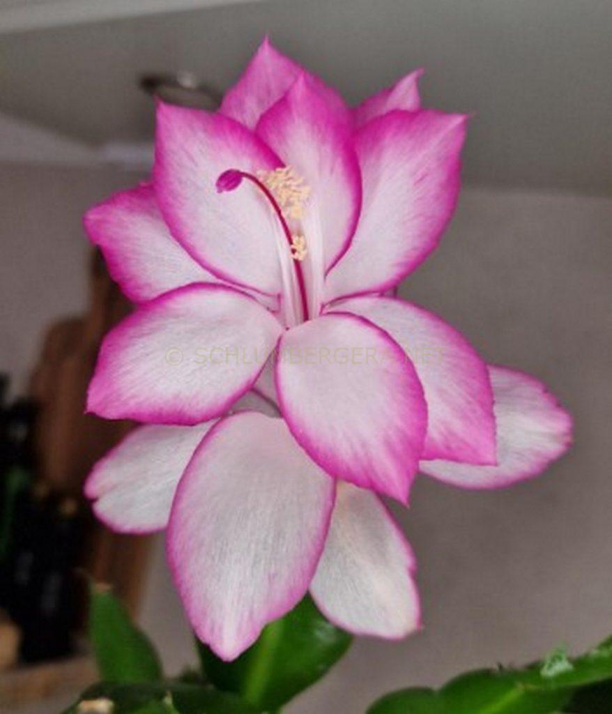 Schlumbergera 'Belladonna'