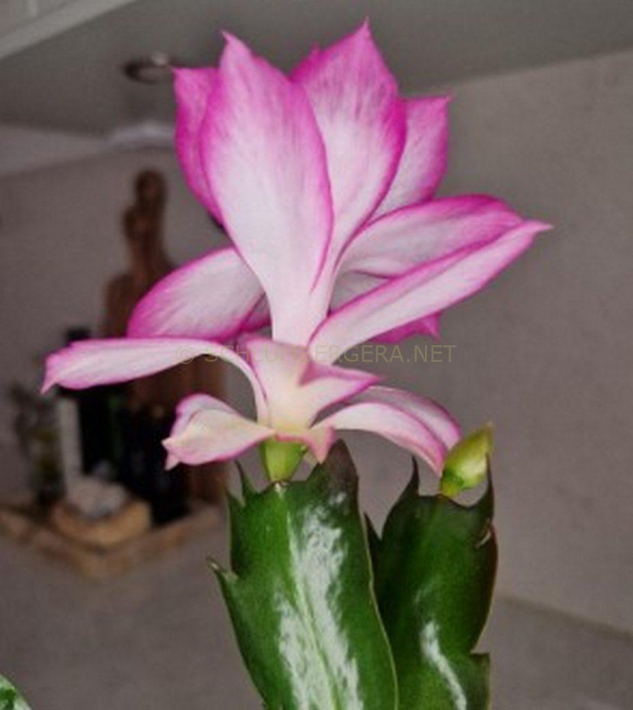 Schlumbergera 'Belladonna'