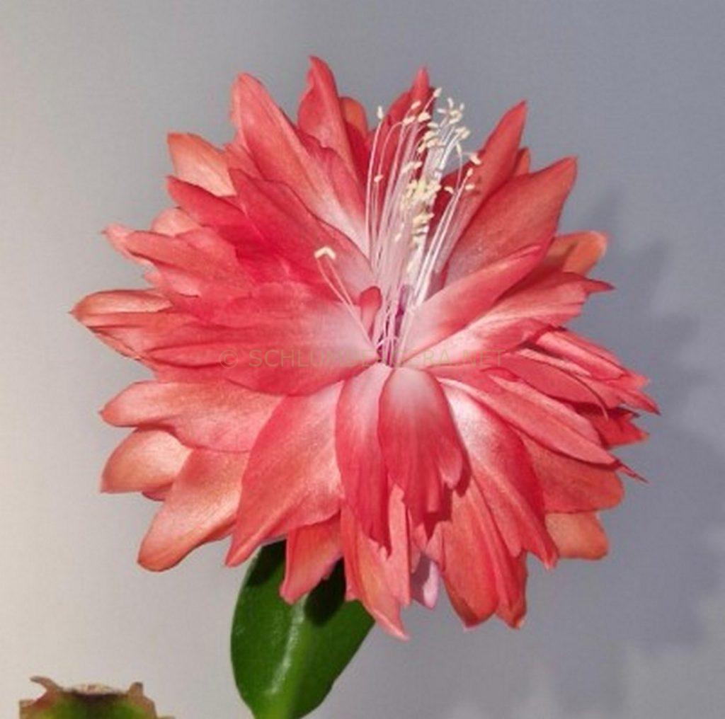 Schlumbergera 'Double Dream'