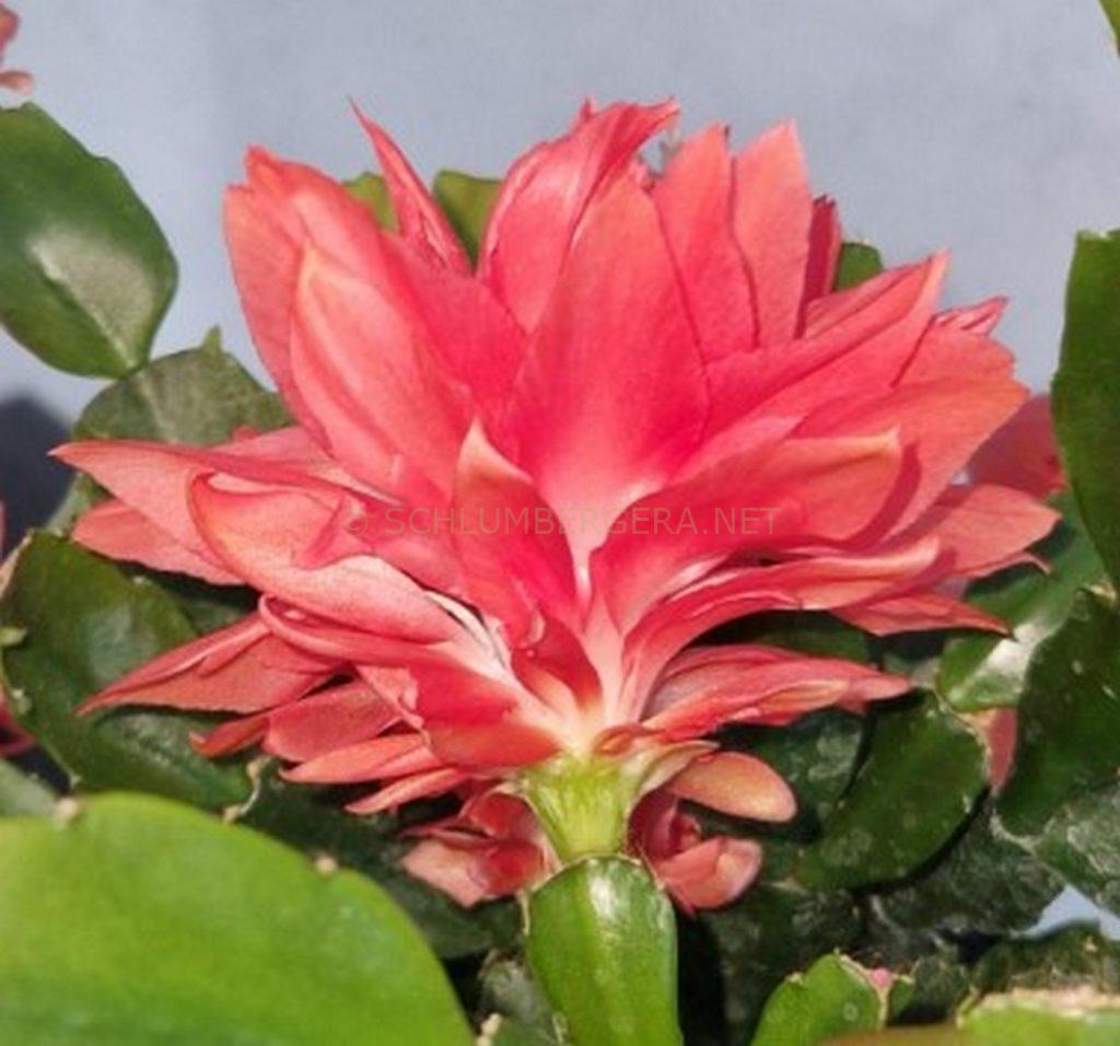 Schlumbergera 'Double Dream'