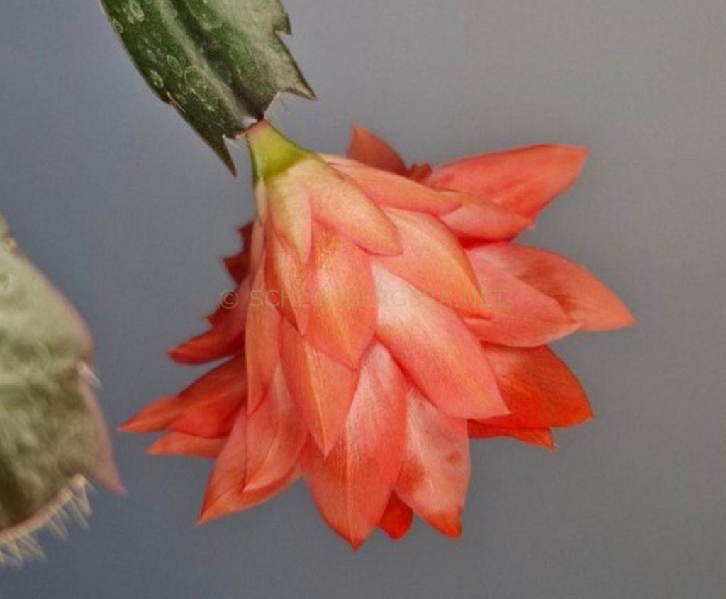 Schlumbergera 'Double St. Vincent'
