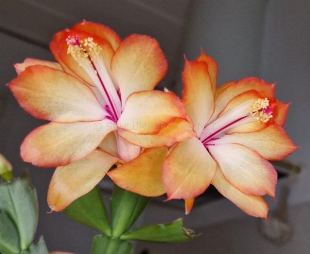 Schlumbergera 'Dune'