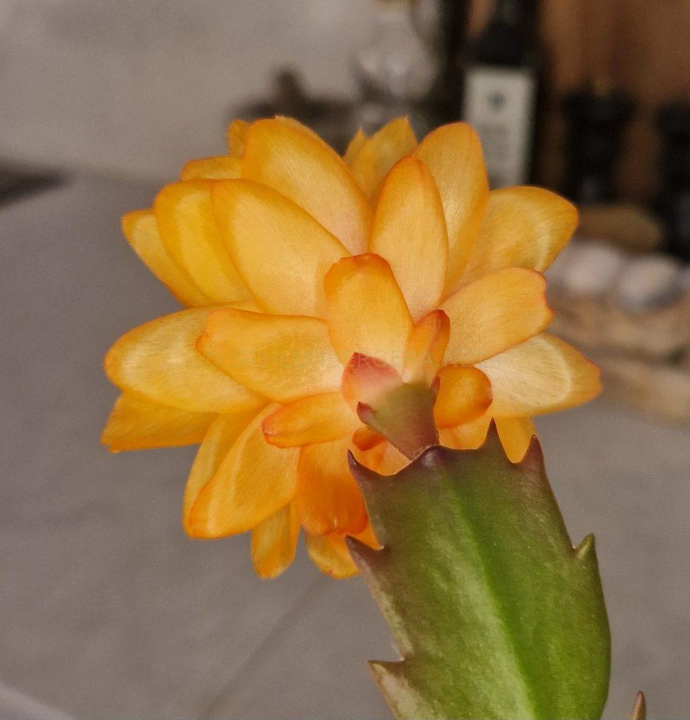 Schlumbergera 'Mango Sorbet'