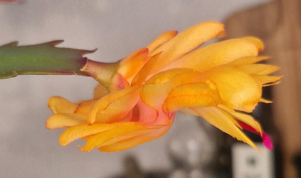 Schlumbergera 'Mango Sorbet'