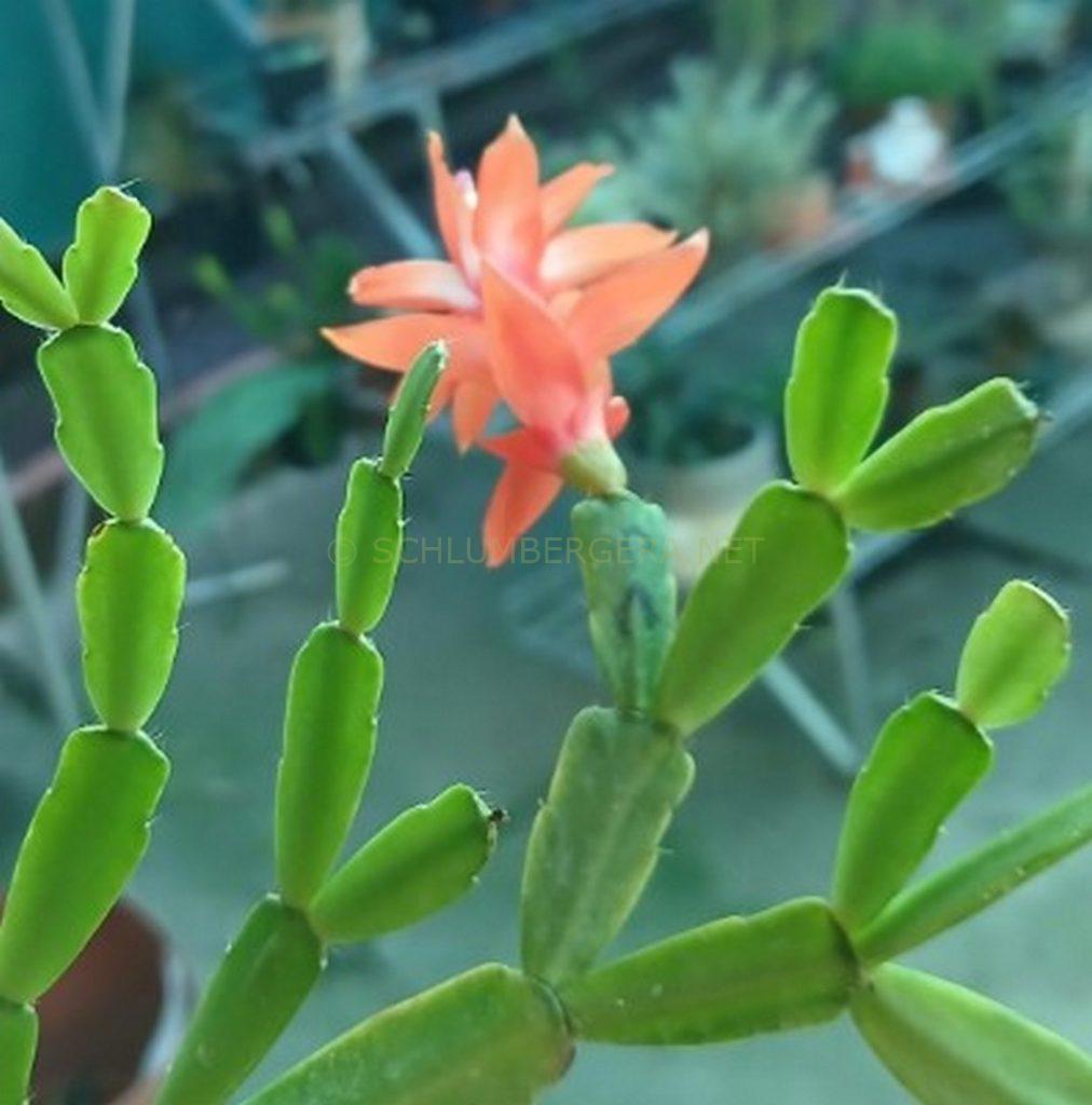 Schlumbergera 'Sunny Delight'