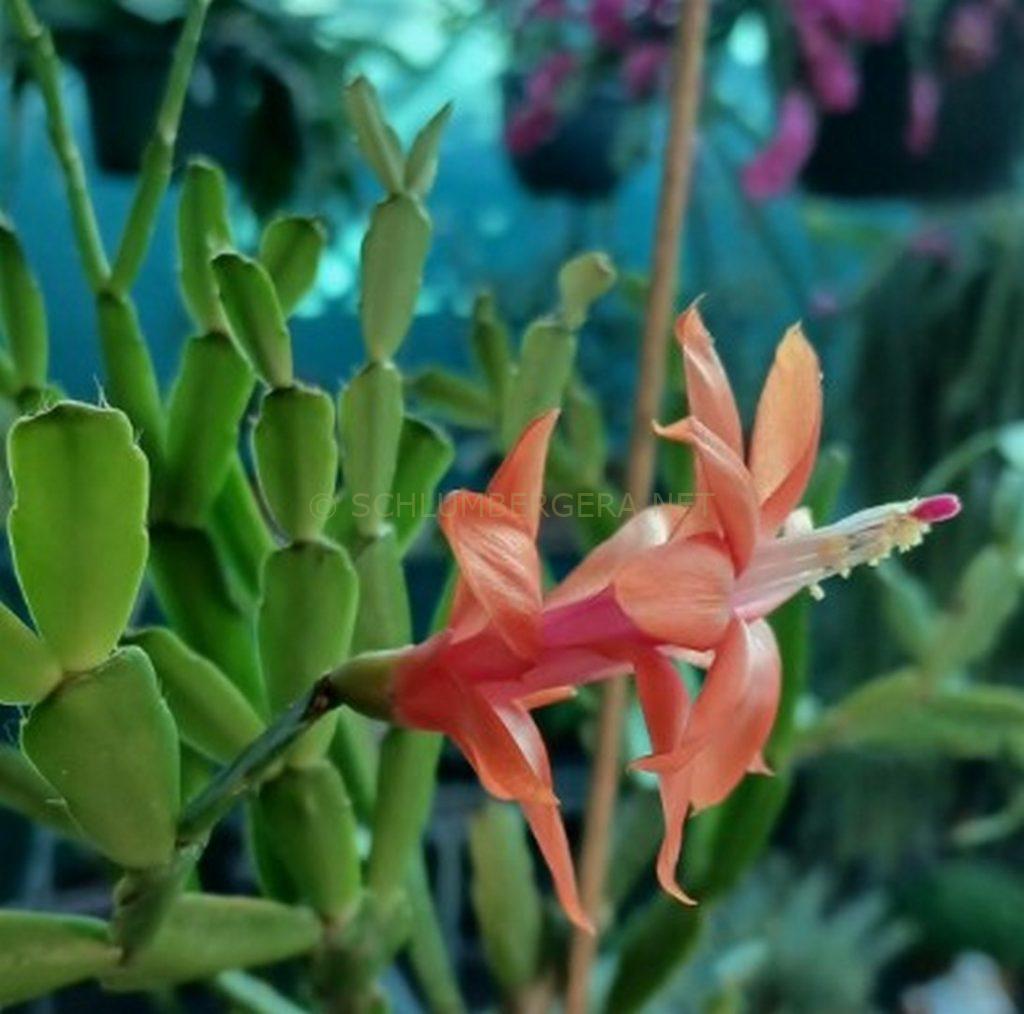 Schlumbergera 'Sunny Delight'