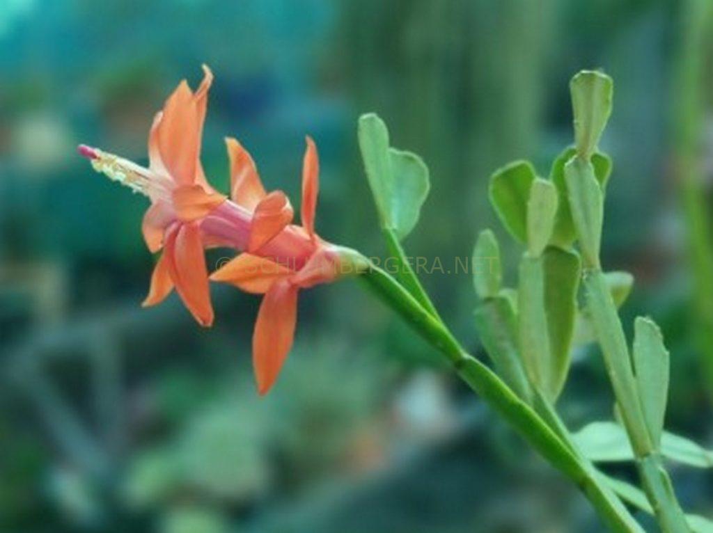 Schlumbergera 'Sunny Delight'