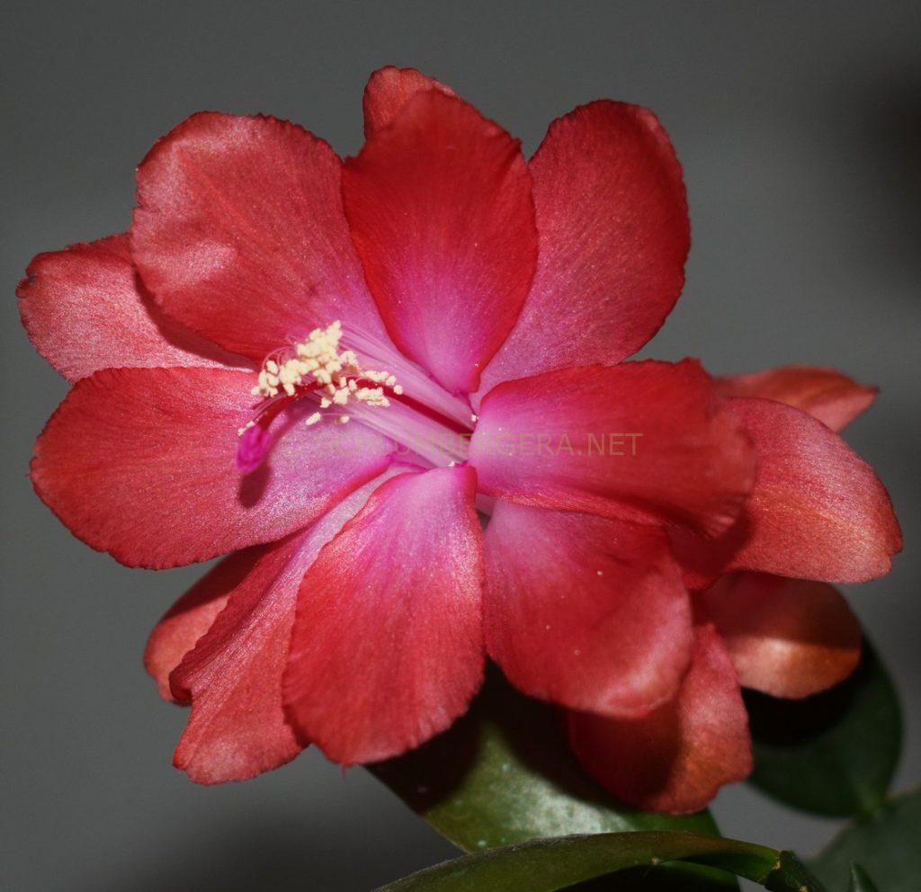 Schlumbergera 'Sunrise Soul'