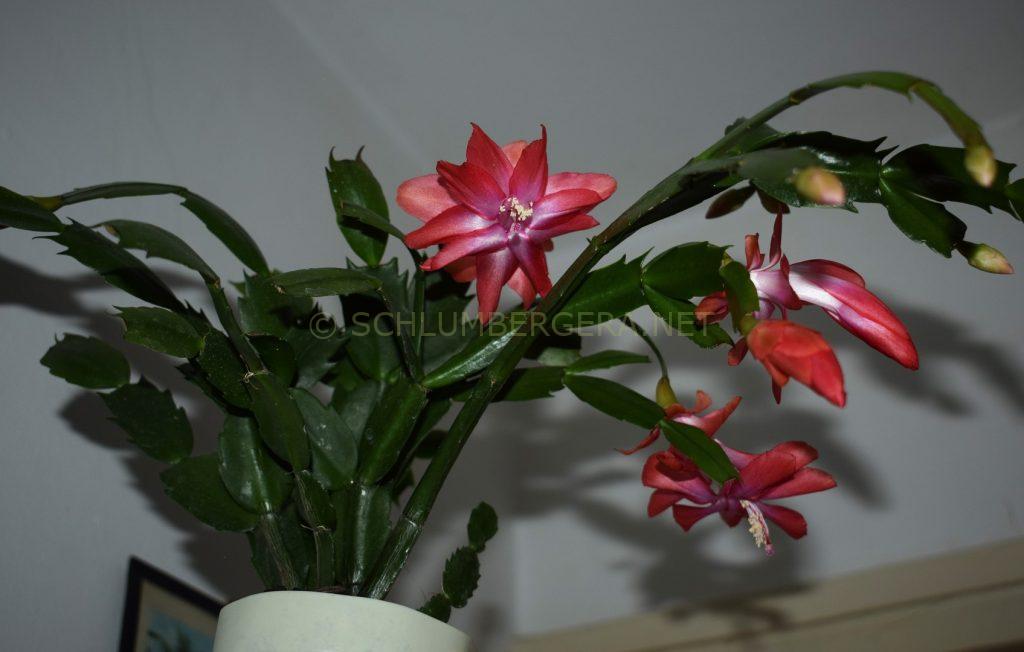 Schlumbergera 'Sunrise Soul'