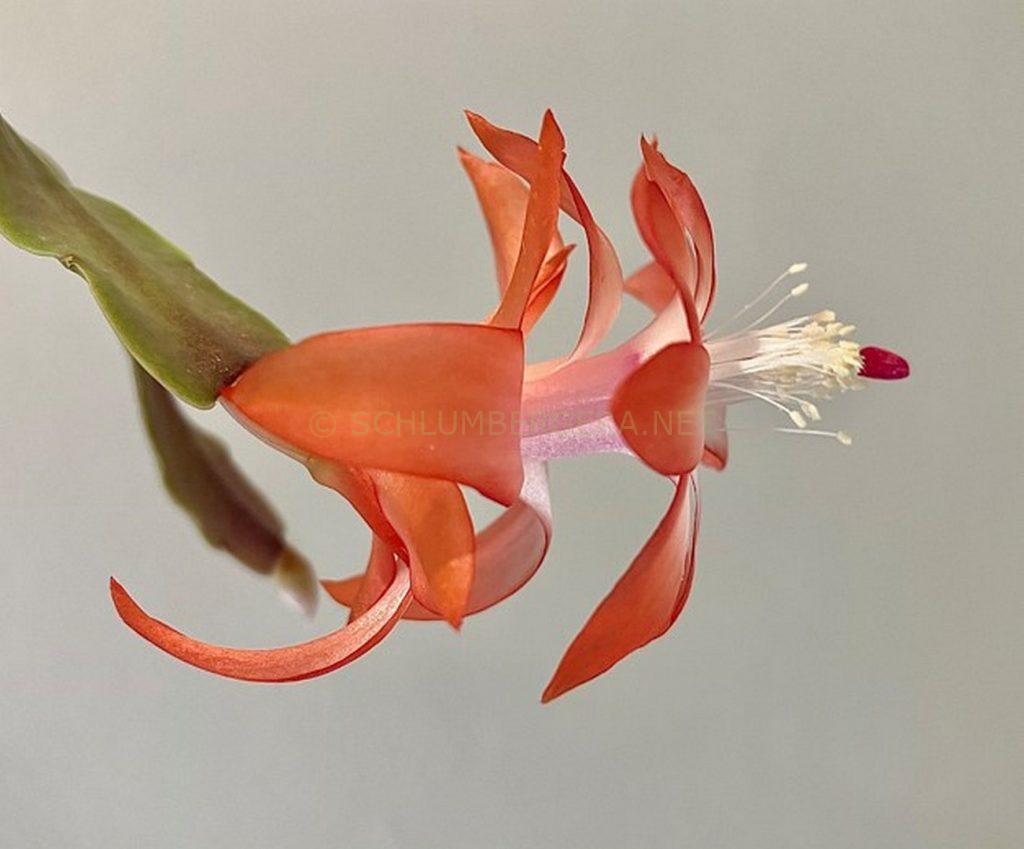 Schlumbergera 'Thumbelina'