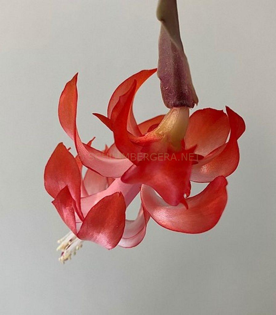 Schlumbergera 'Thumbelina'