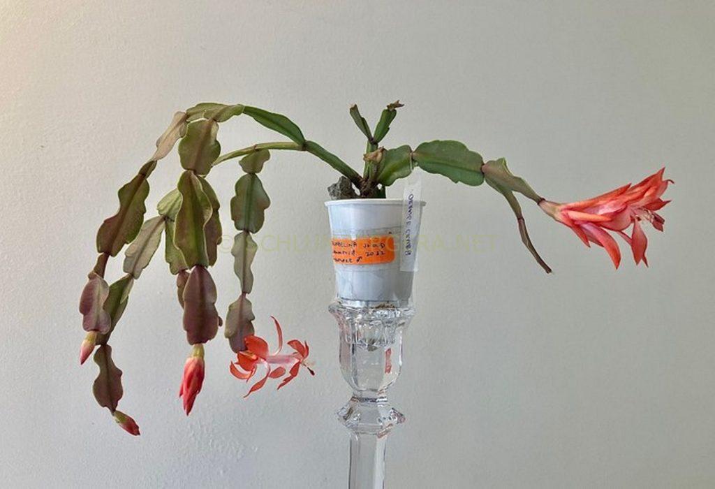 Schlumbergera 'Thumbelina'