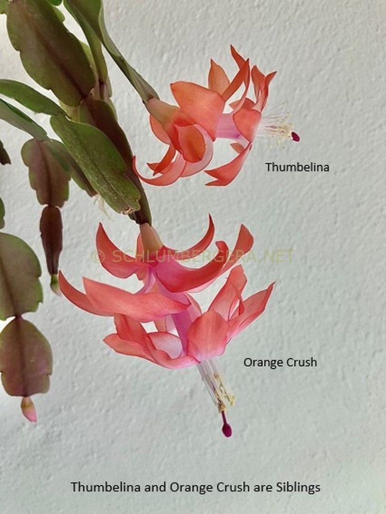 Schlumbergera 'Thumbelina'