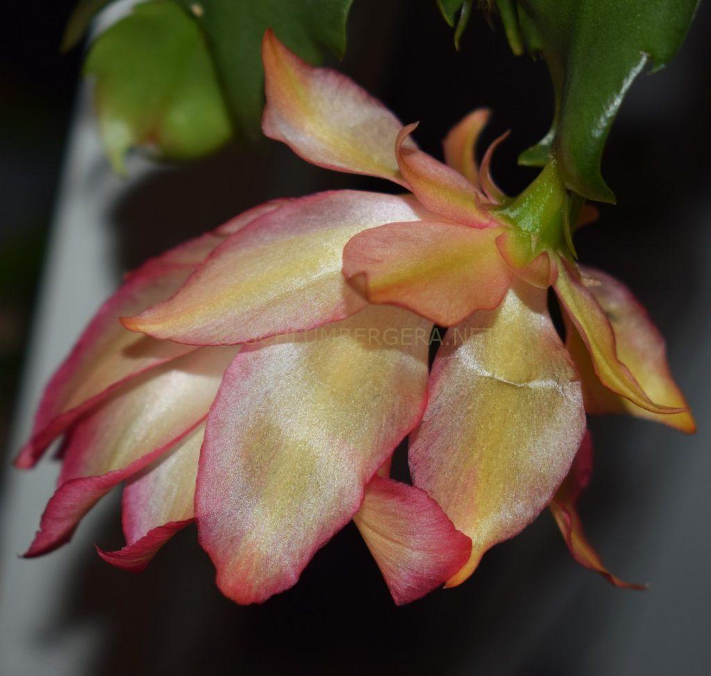 Schlumbergera 'Curly Queen'