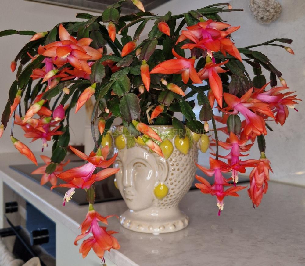 Schlumbergera 'St. Vincent'