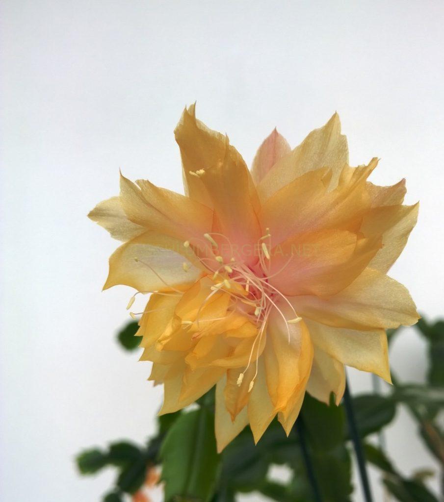 Schlumbergera 'Curly Lumi'