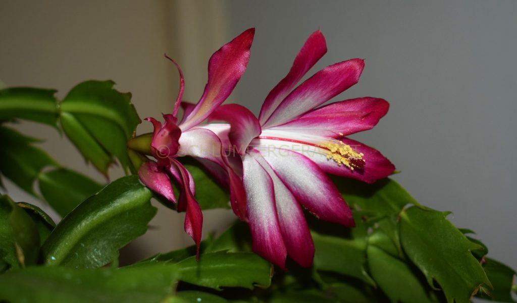 Schlumbergera 'Artemis'