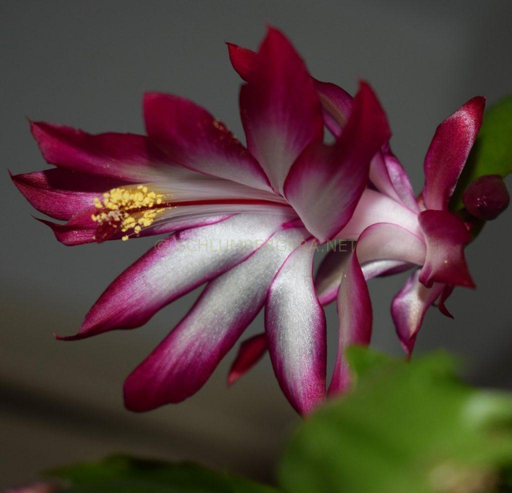 Schlumbergera 'Artemis'