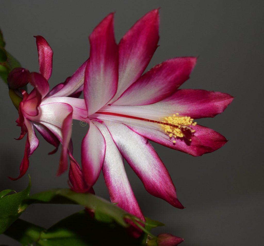 Schlumbergera 'Artemis'
