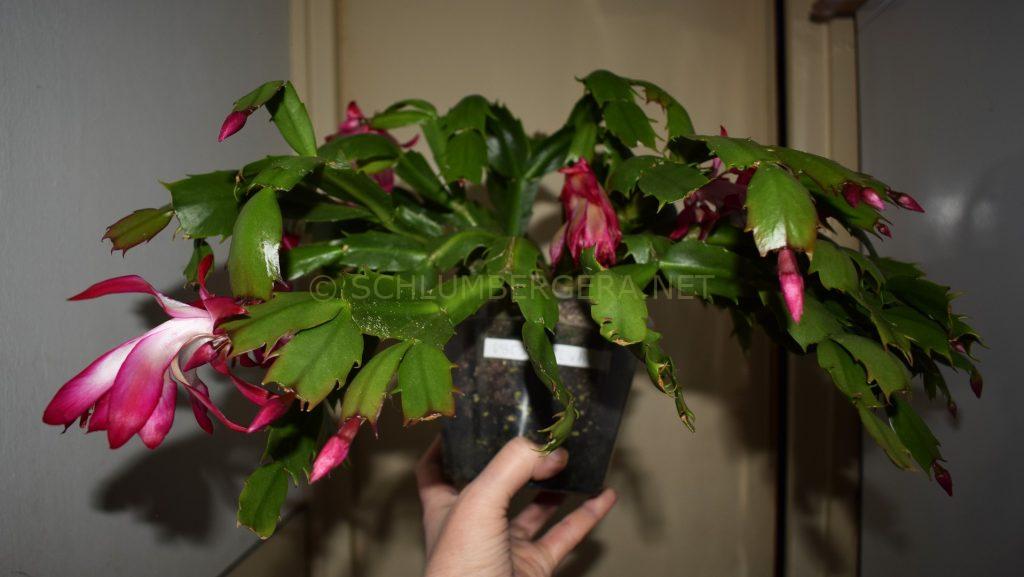Schlumbergera 'Artemis'