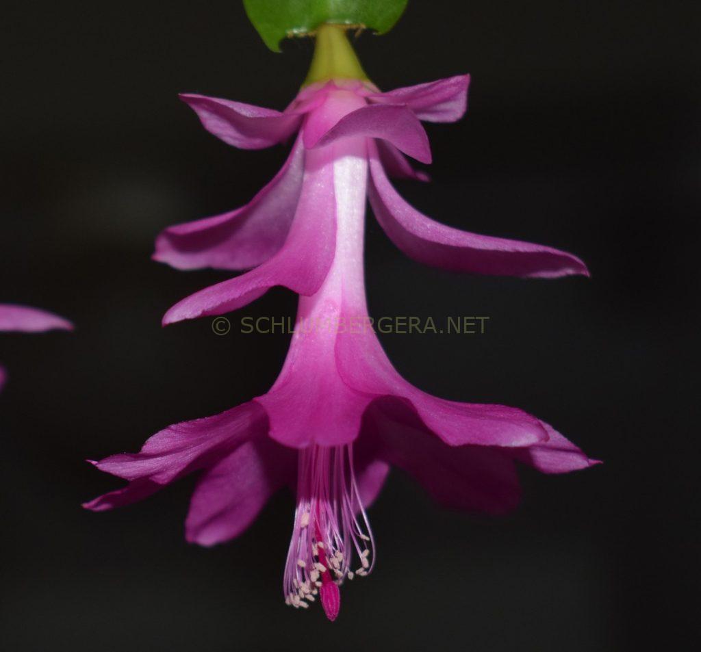 Schlumbergera 'Lilac Joy'