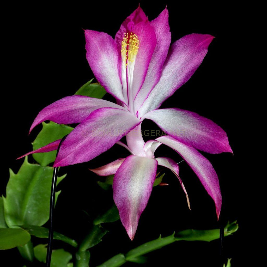 Schlumbergera 'Sleeping Sheep'