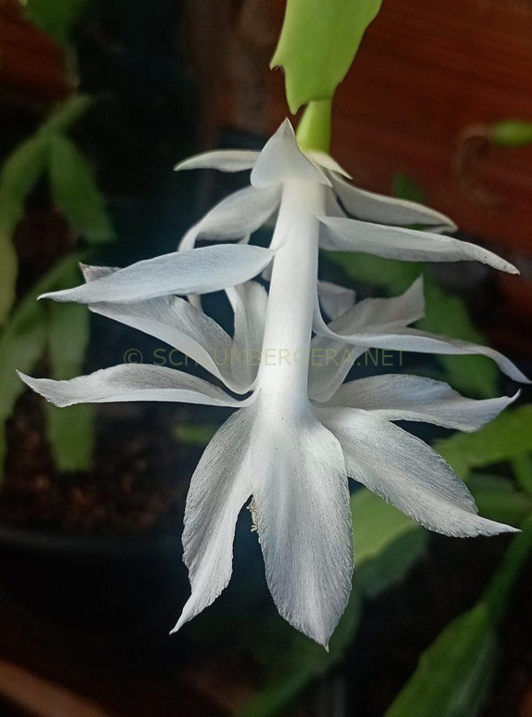 Schlumbergera 'Geada Mineira'