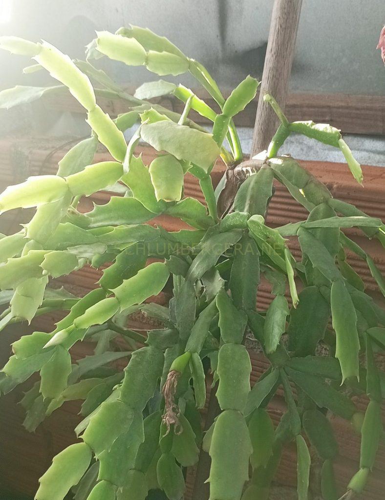 Schlumbergera 'Geada Mineira'