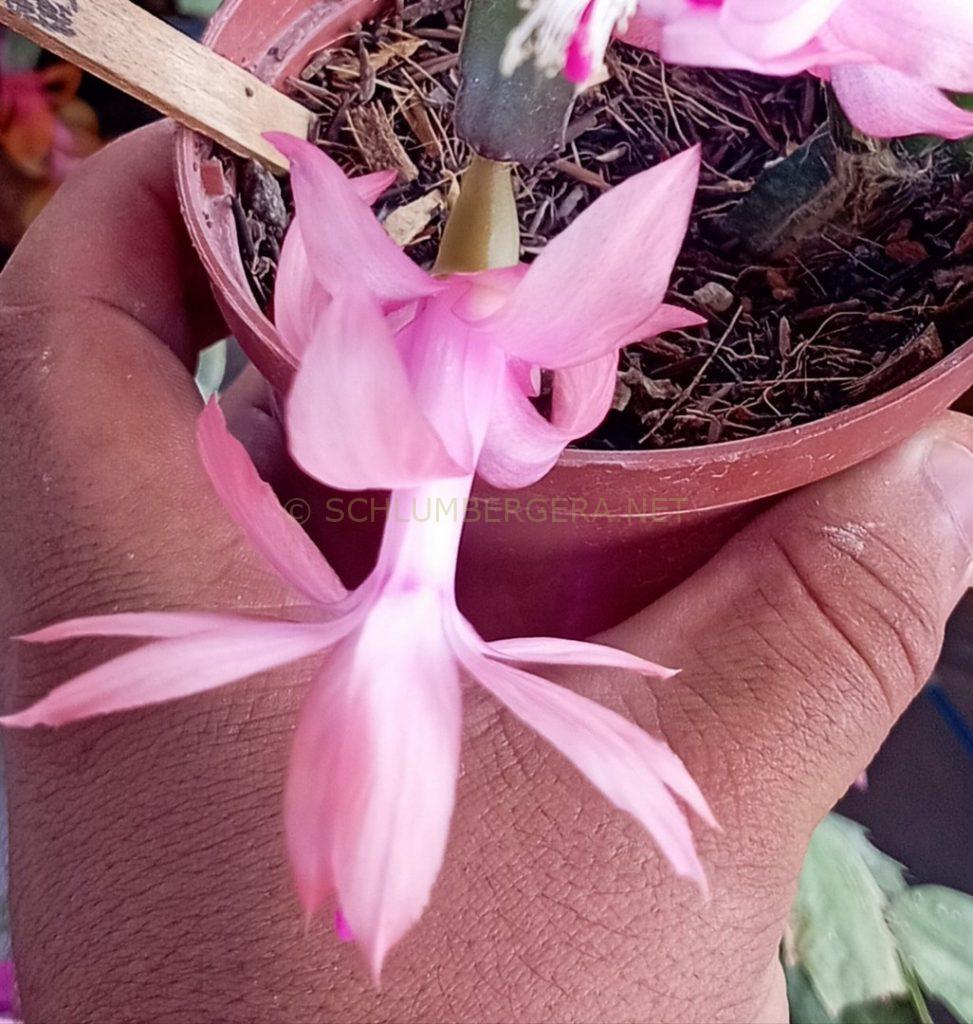 Schlumbergera 'Bebê Brasil'