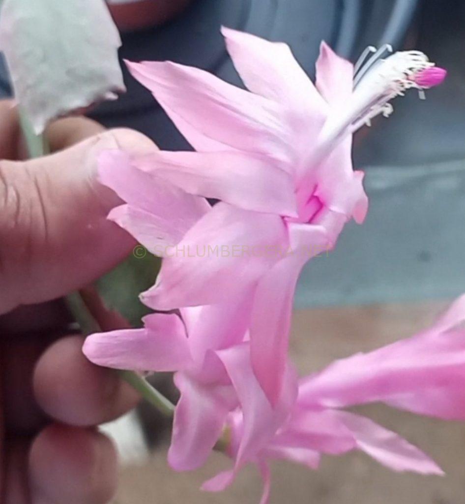 Schlumbergera 'Bebê Brasil'