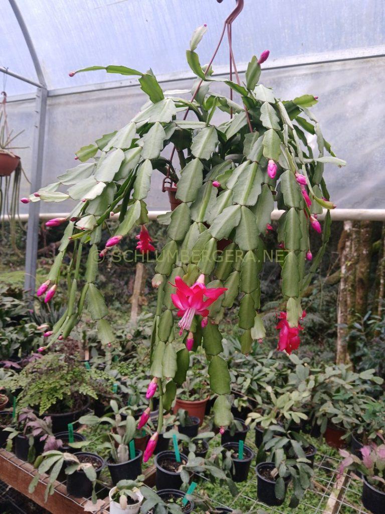 Schlumbergera 'Bella Juliana'