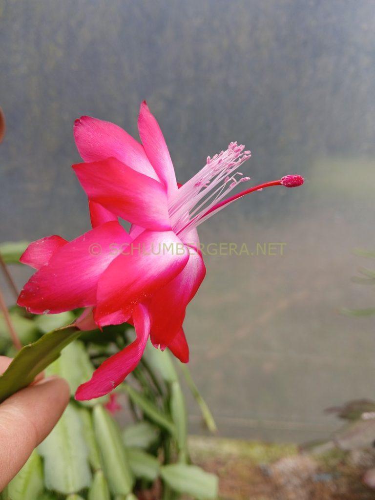 Schlumbergera 'Bella Juliana'