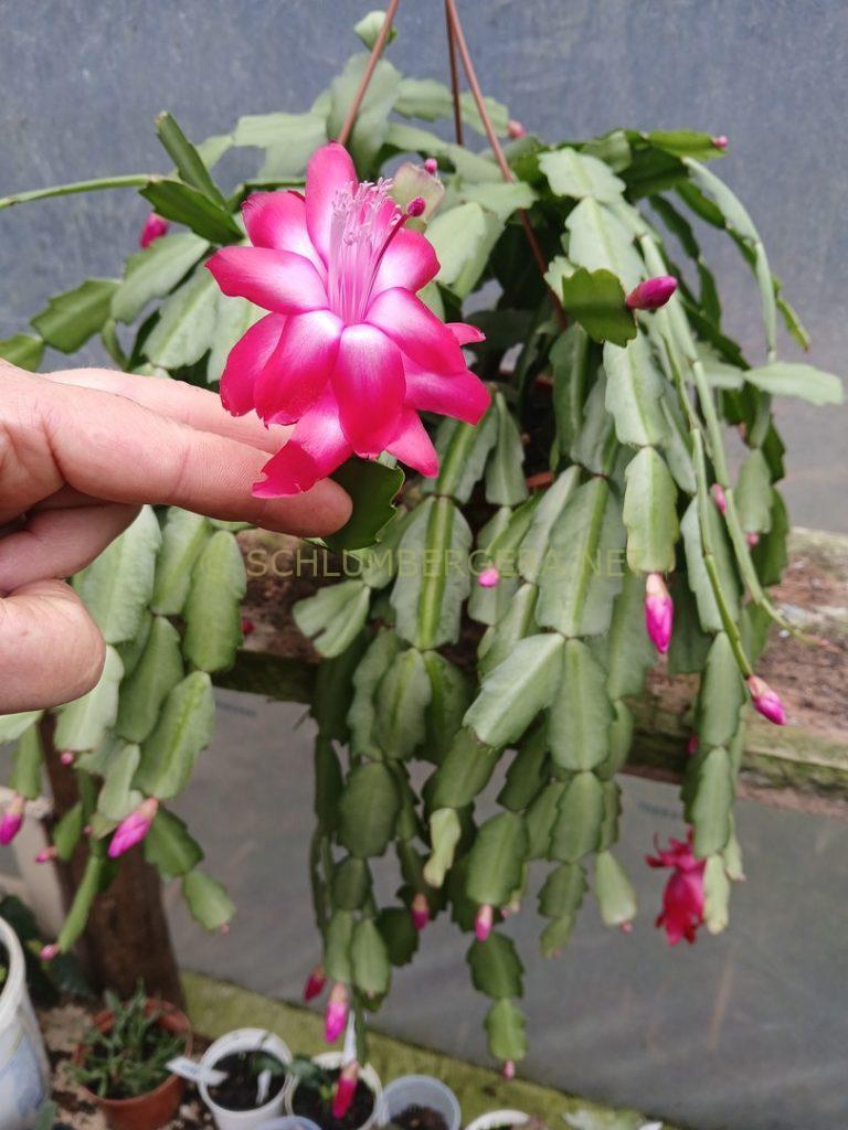 Schlumbergera 'Bella Juliana'