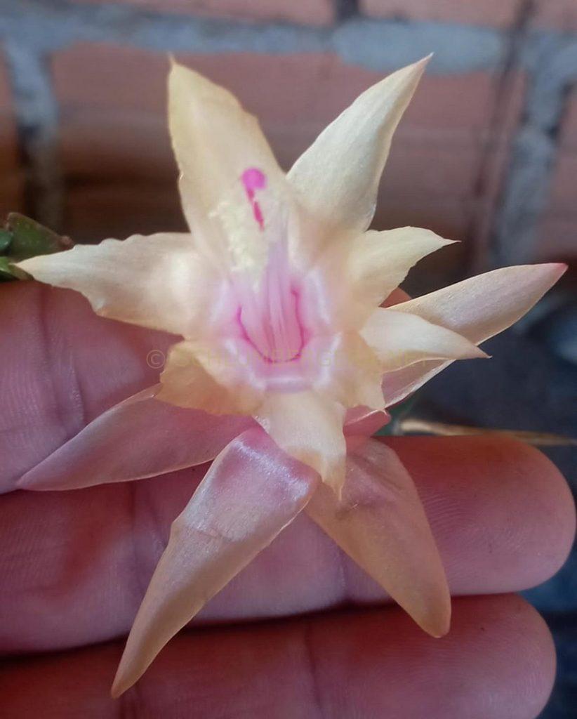 Schlumbergera 'Estrela'